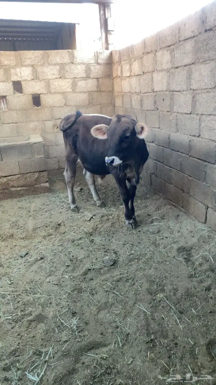 عجل براون بيور مشروع فحل 1