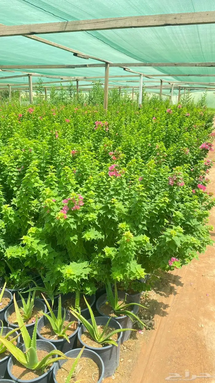 تنسيق الحدائق 3