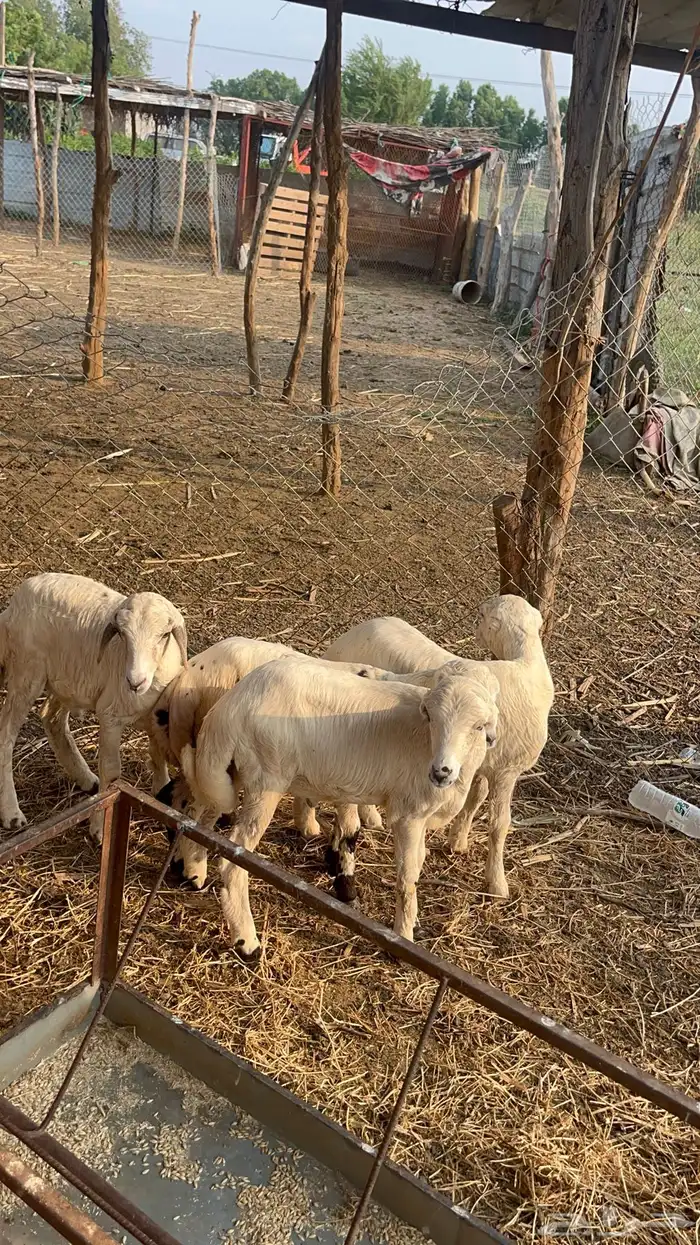 فران للبيع 2