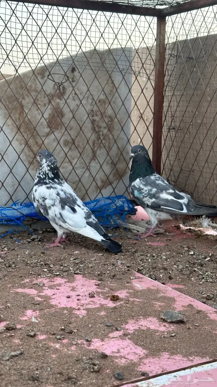 حمام باكستاني كمنقر 1