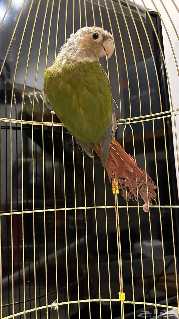 كنيور منتج محلل (تم البيع) 2