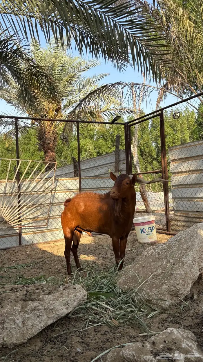 معزا جنوبيات 9
