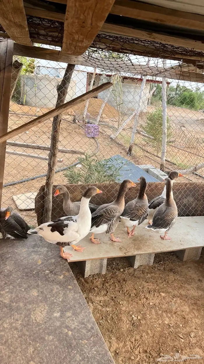 وز للبيع العدد 7 الصحه شرط 2
