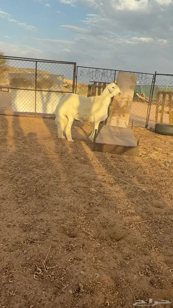 خروف فحل جذع 0