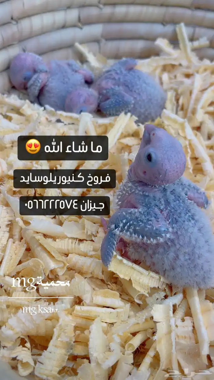 فروخ كنيور يلوسايد 0