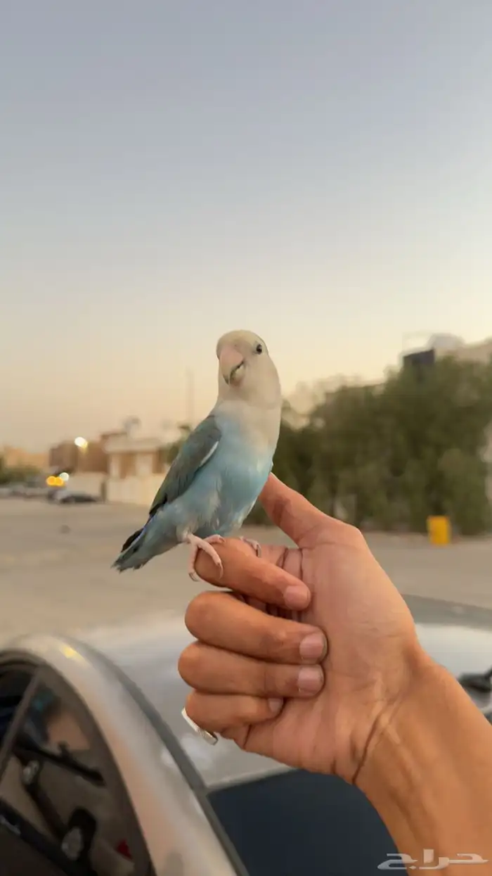 فاخر من الآخر (روز هدد داخلي وخارجي ) تم البيع 0