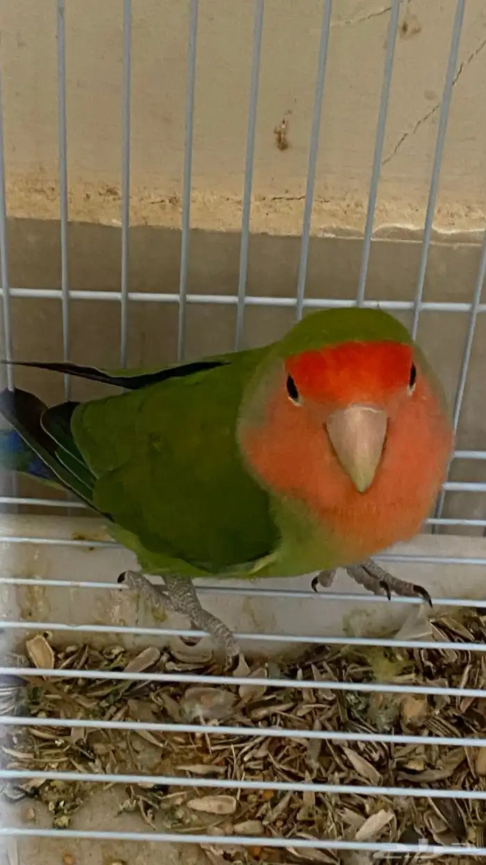 روز 1