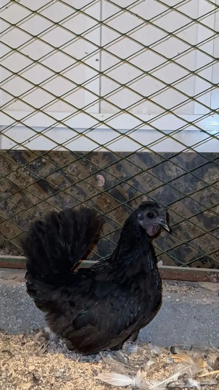 دجاجه حباحب 0