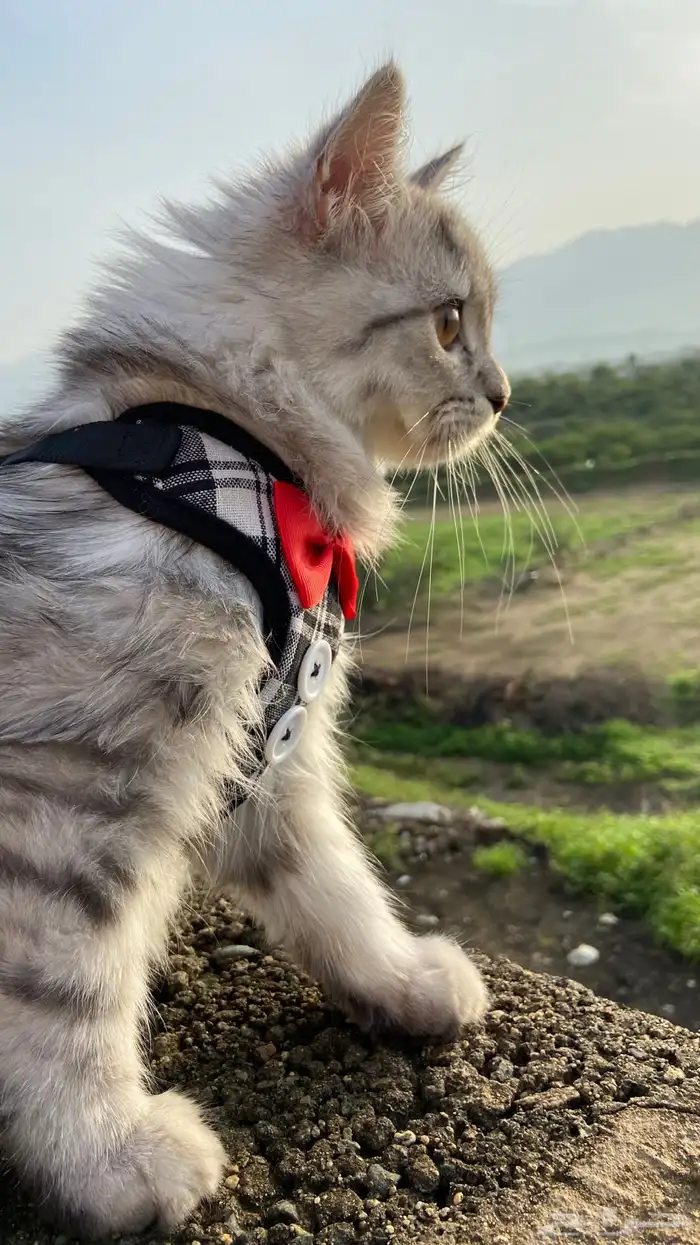 قطه للبيع 0