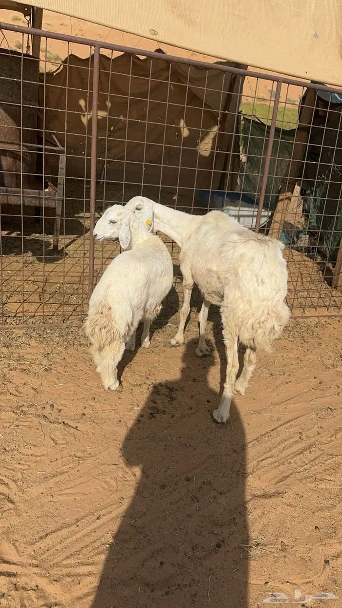 شاة حرية والد حدرها رخل ذبيحه 4