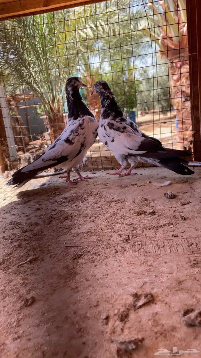 اجوز باكستاني 2
