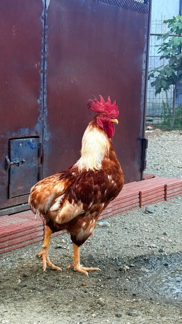 دجاج لوهمان صنف 6