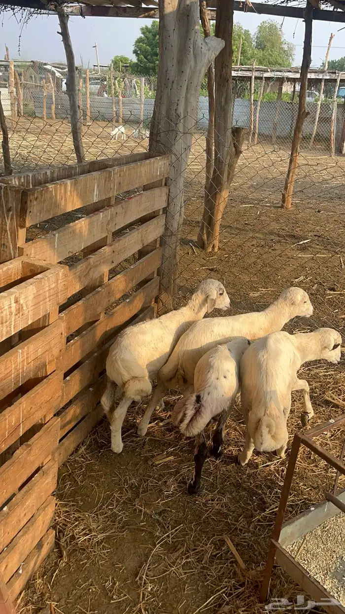 فران للبيع 5
