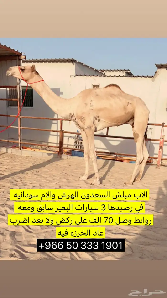 فحل هجن سابق ومعه روابط واصل 70 الف 0