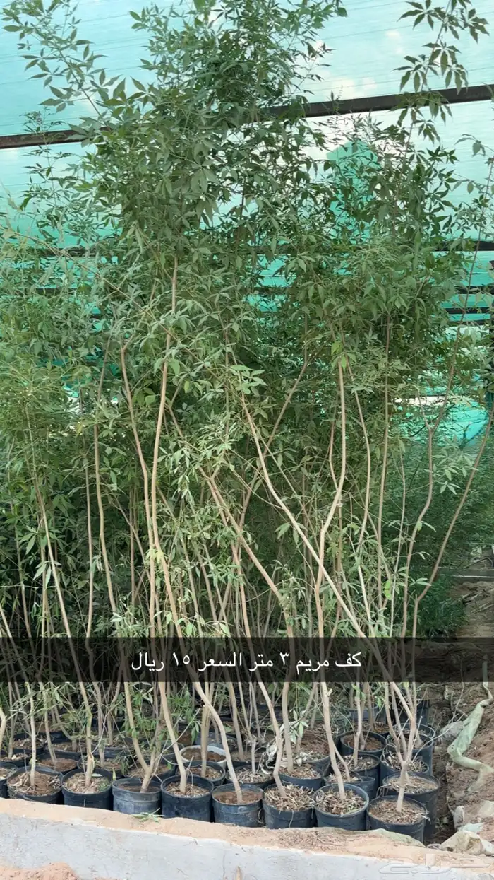 اشجار كف مريم 3 متر 15 ريال 2