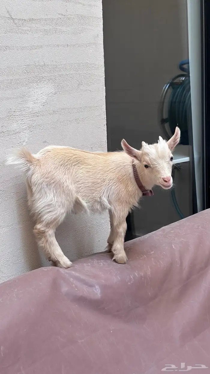 ماعز قزم بيور 0