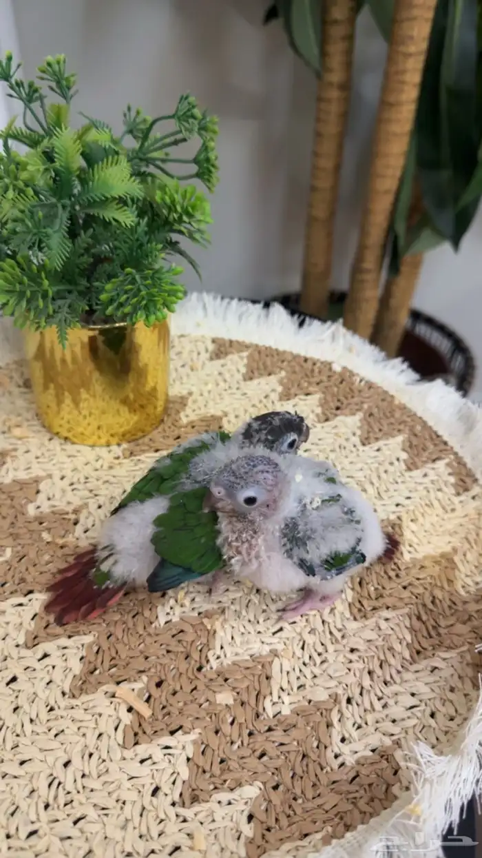 فروخ كنيور يلو سايد 1