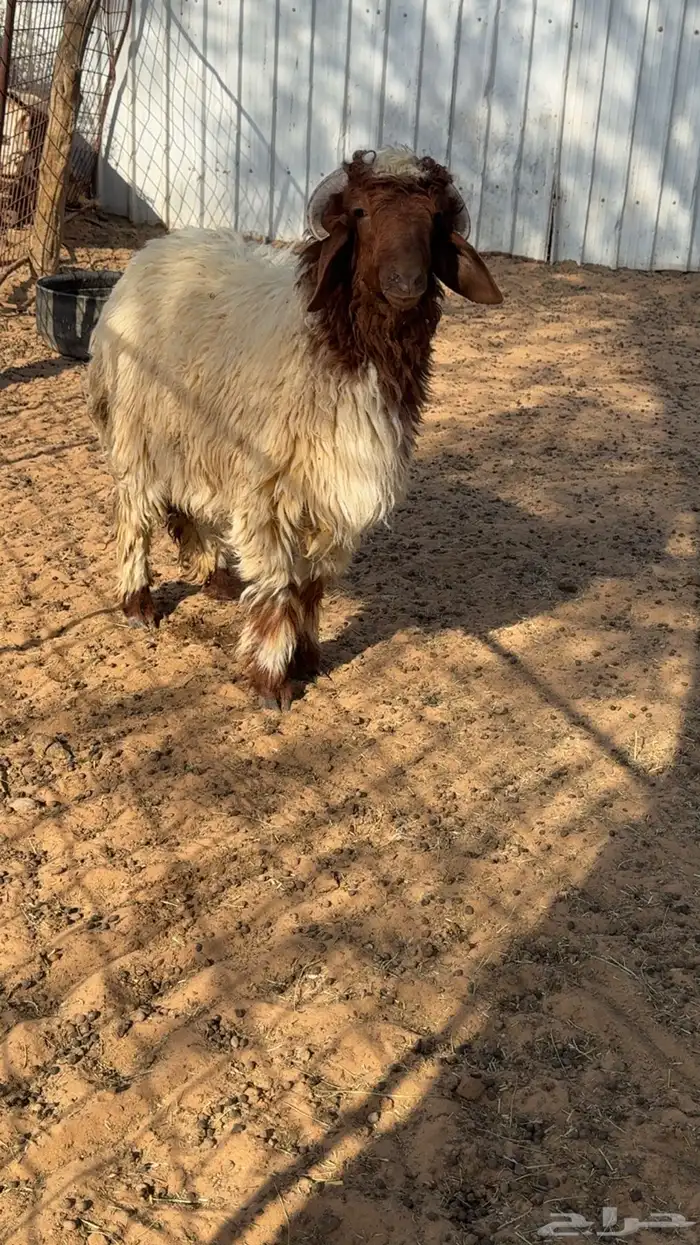 تم البيع تم البيع 1