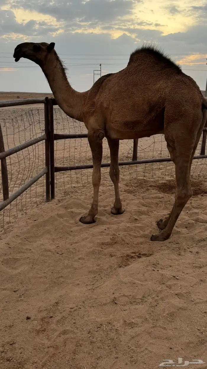 قعود اصفر 0