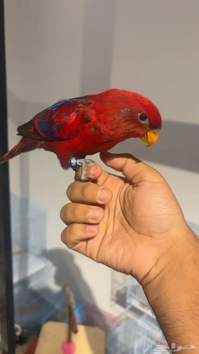 فرخ رد لوري انتاج محلي 0