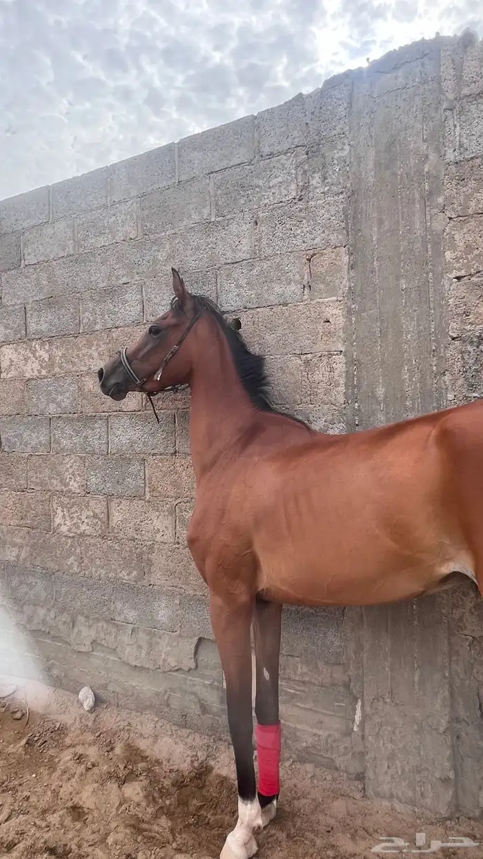 فرس شعبي عربيه كفو 7