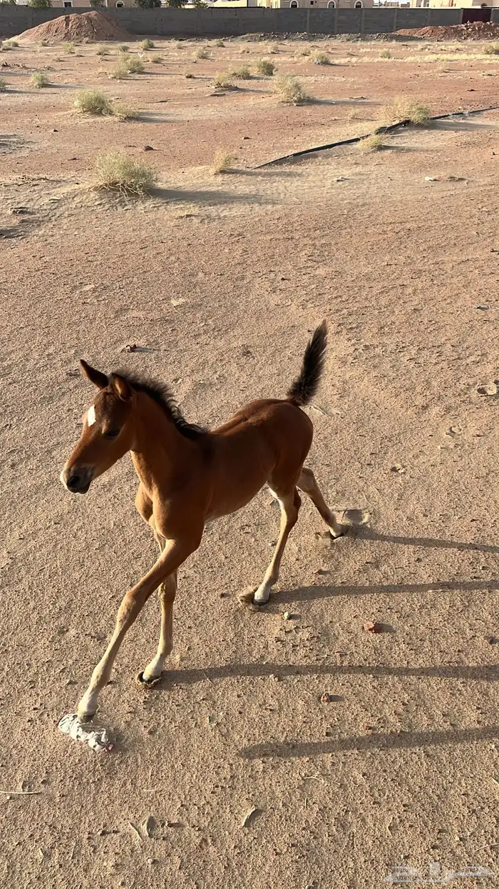 فرس شعبي عربيه كفو 21