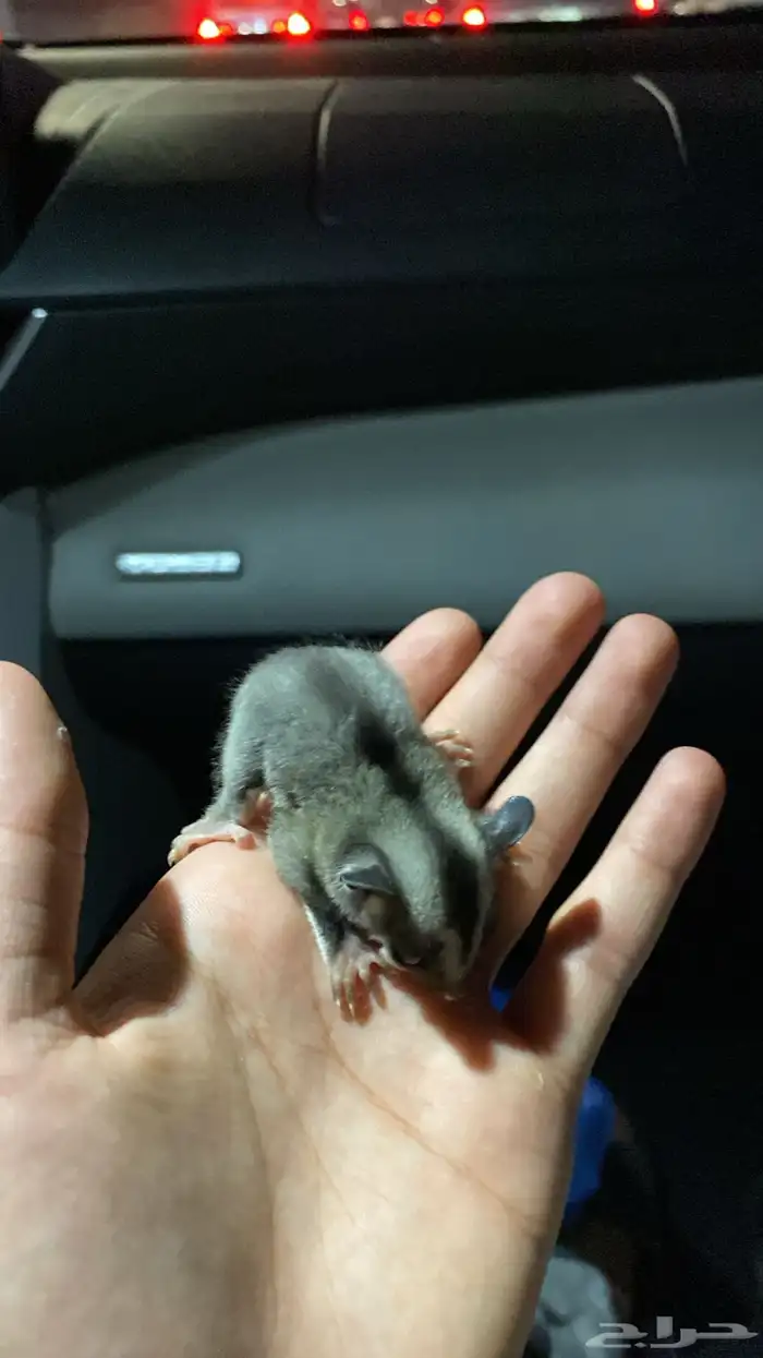 سنجاب طائر 0