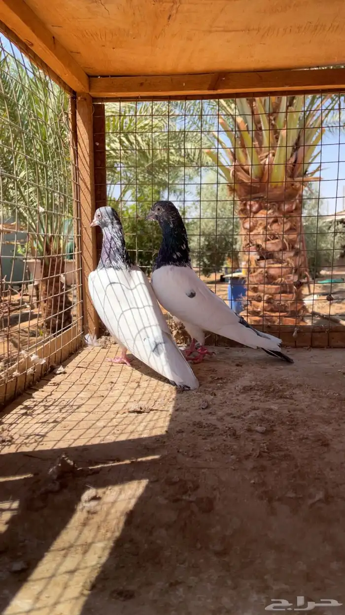 اجوز باكستاني 4