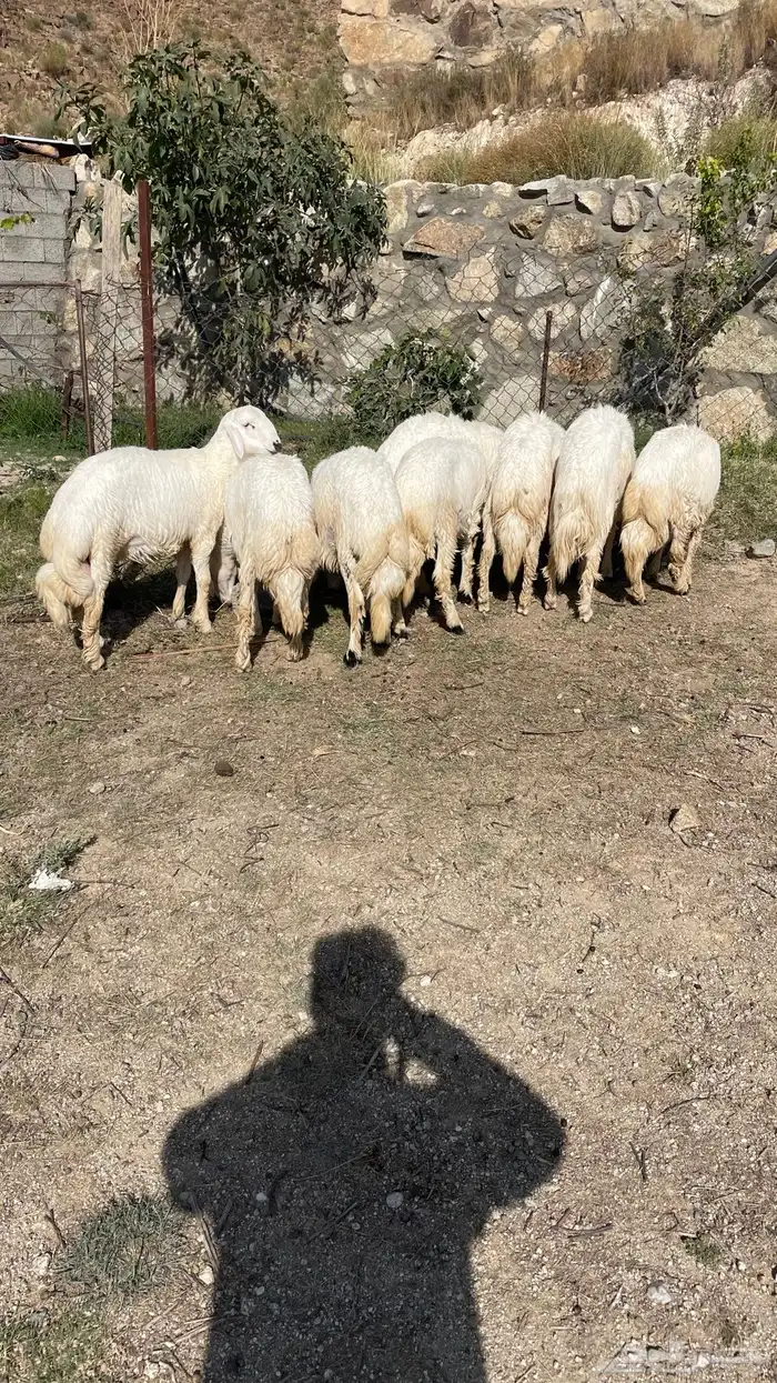 ت م البيع 3