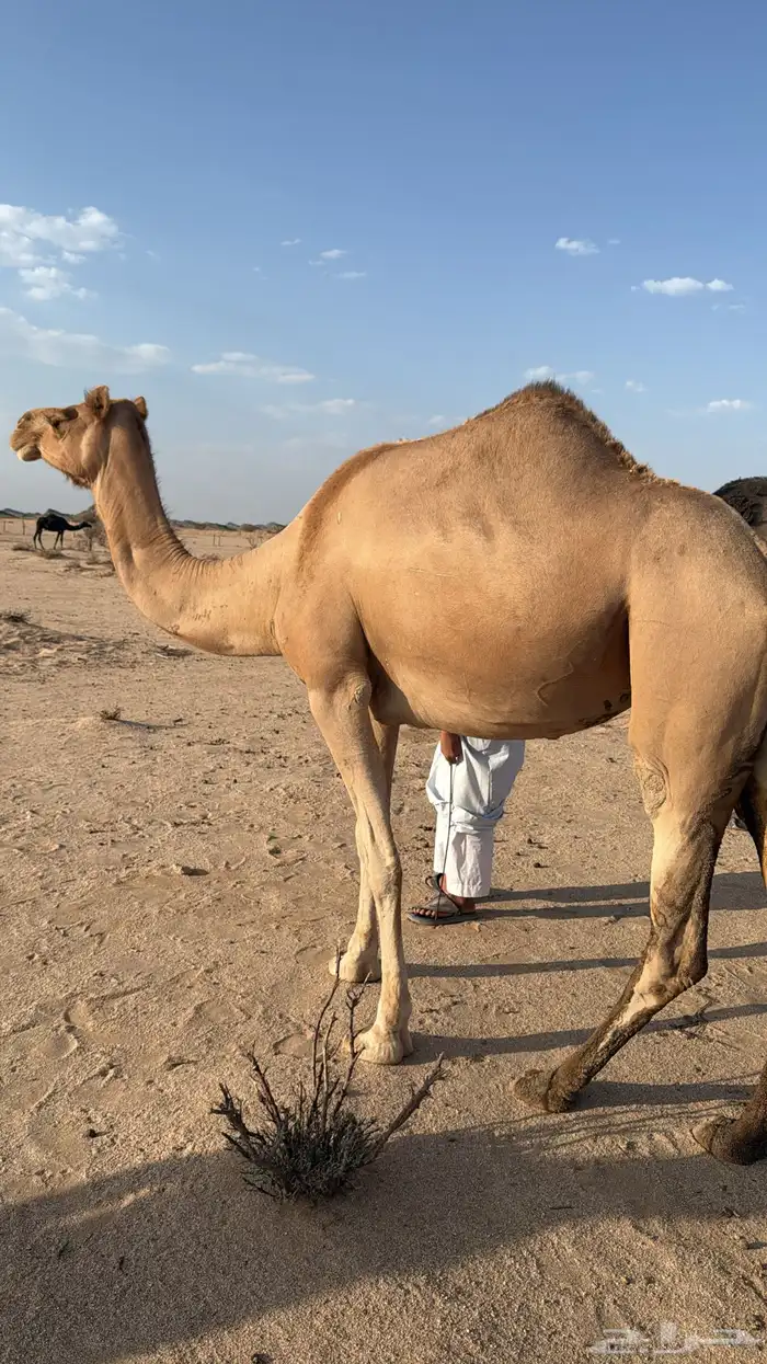 رحول عماني طوع راس وظهر وشاركت في سباق وسبو 2
