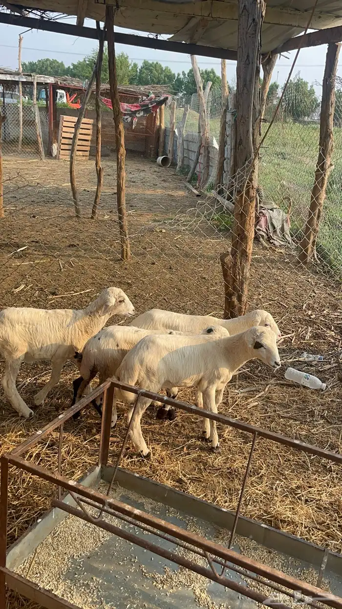 فران للبيع 1