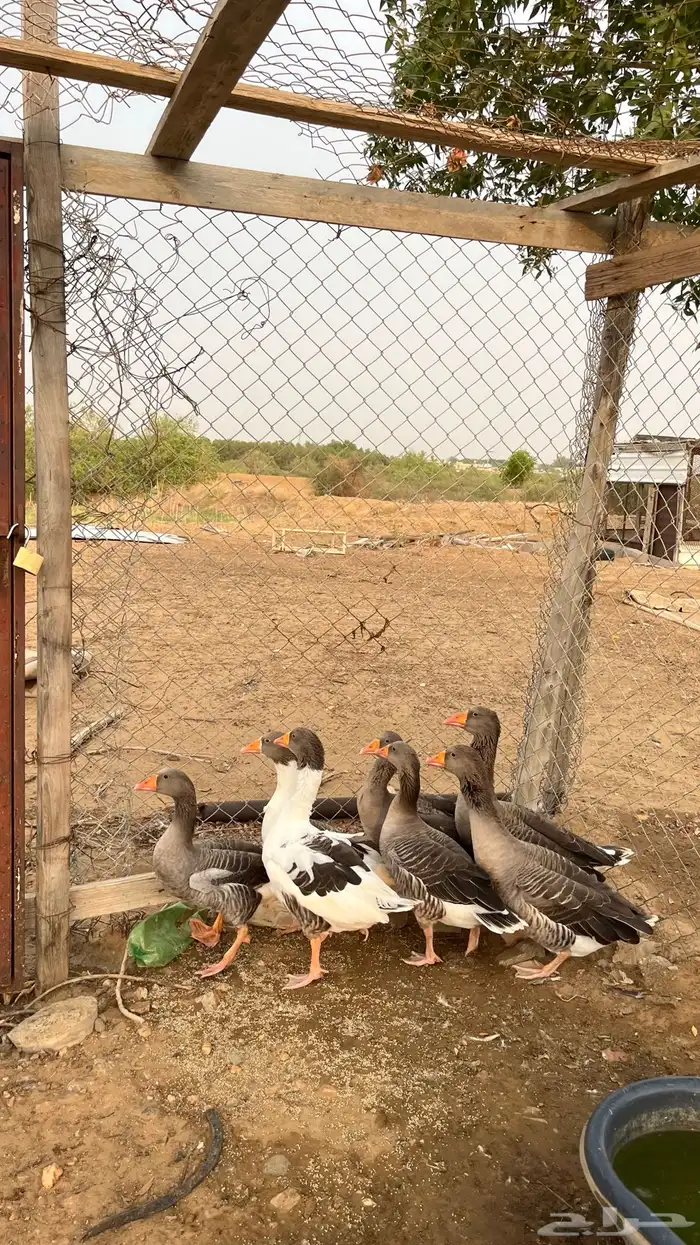 وز للبيع العدد 7 الصحه شرط 0