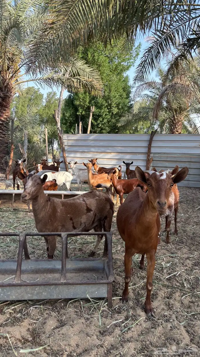 معزا جنوبيات 2