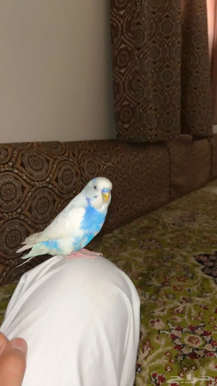 عصافير بادجي عمر7 شهور زوج ماخذهم وهم صغار ومربيهم علا يدي 4