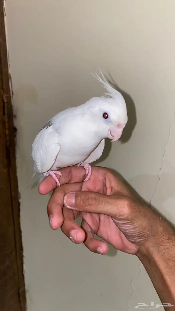 كروان اليف وهدد 0