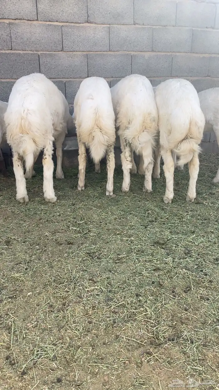 طليان ذبائح حري 8