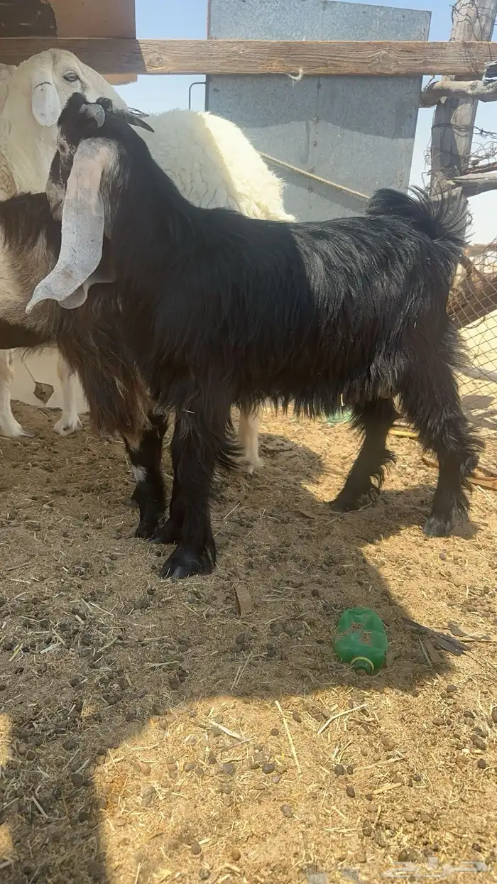 تيوس طيبه جدا  يوجد توصيل 1