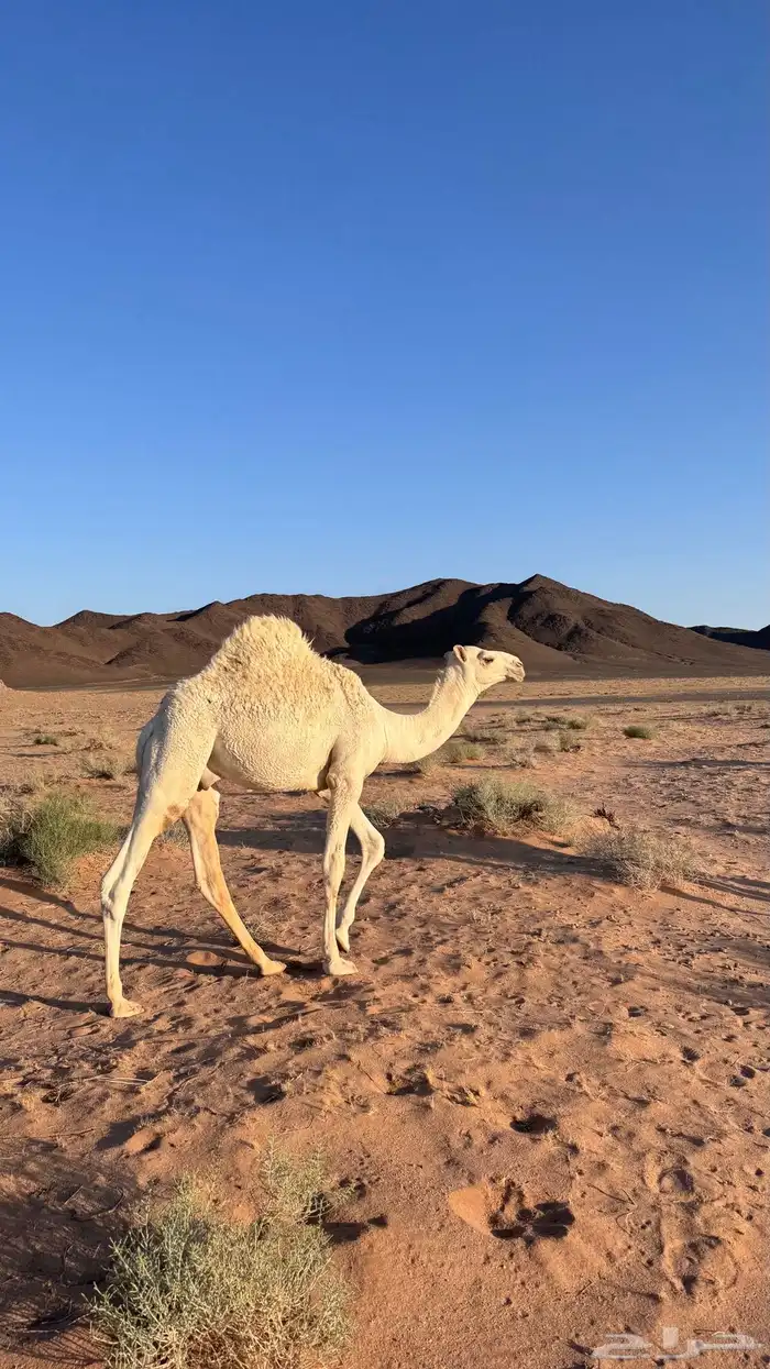 قعدان 0