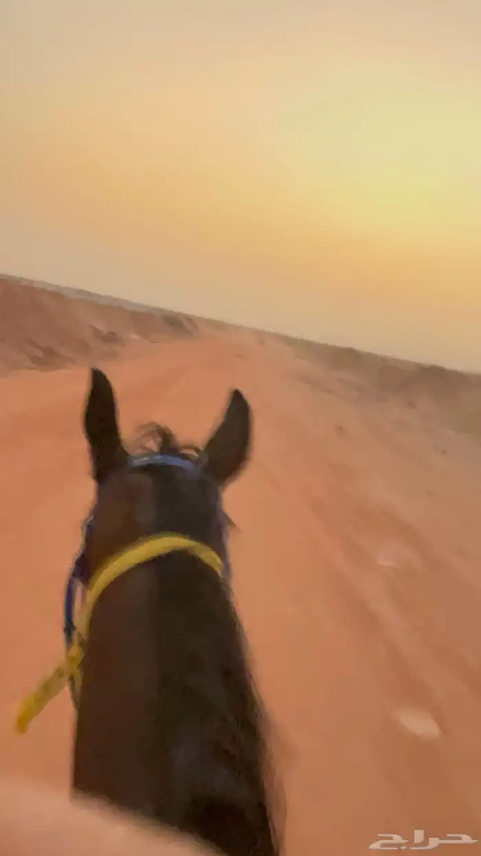 فرس انقليزيه للبيع 2