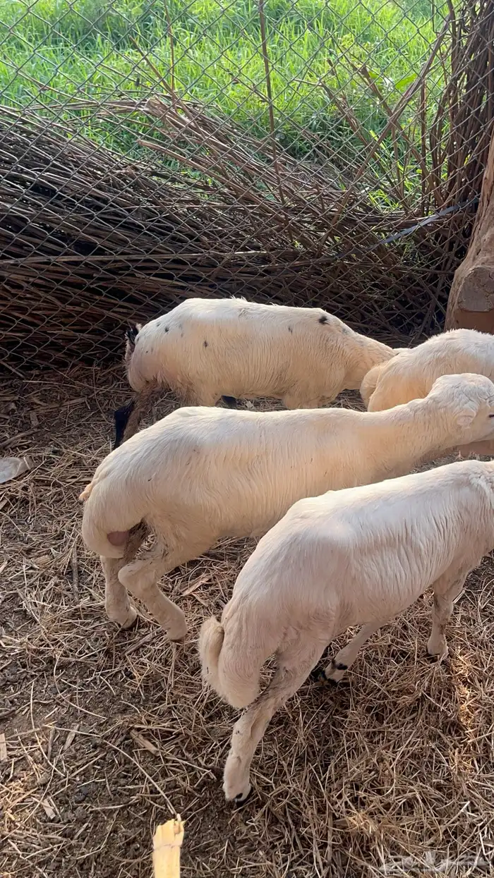 فران للبيع 13
