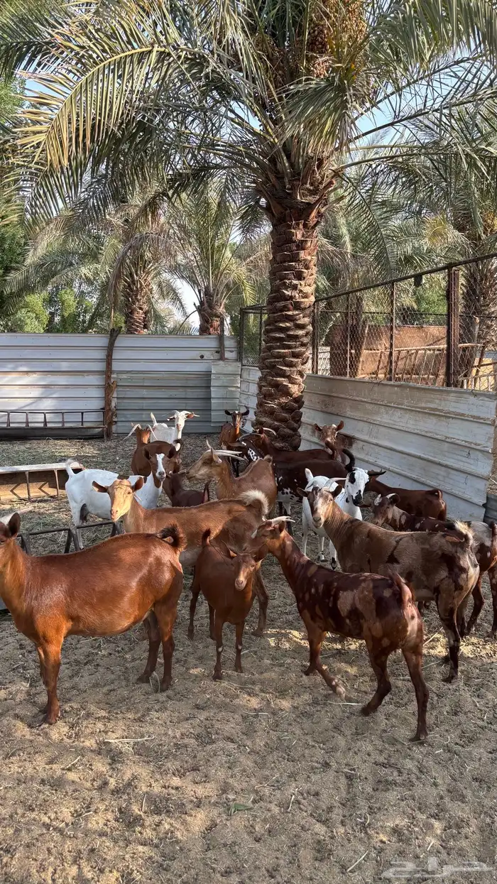 معزا جنوبيات 6