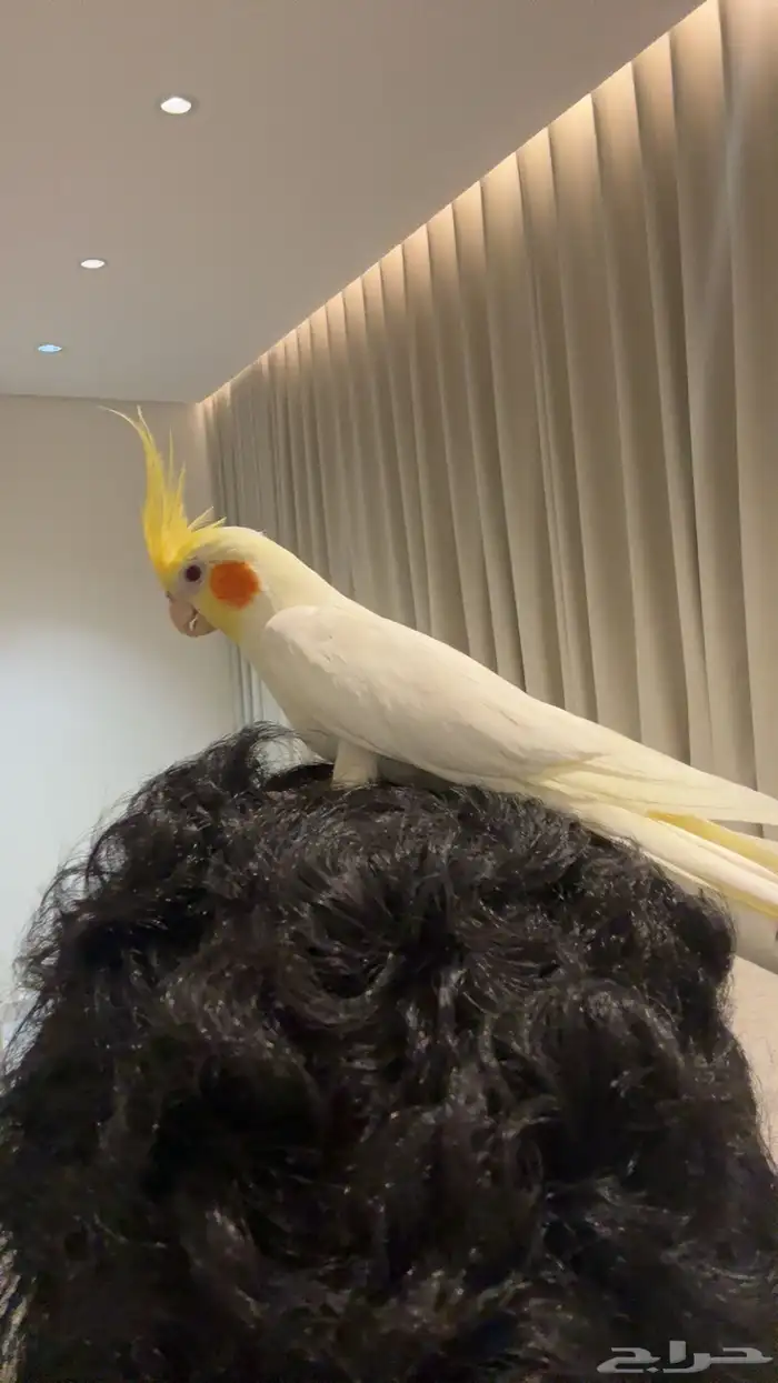 كروان البينو عيون حمر اليف 0