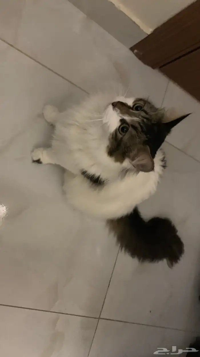 قطط للتبني 1