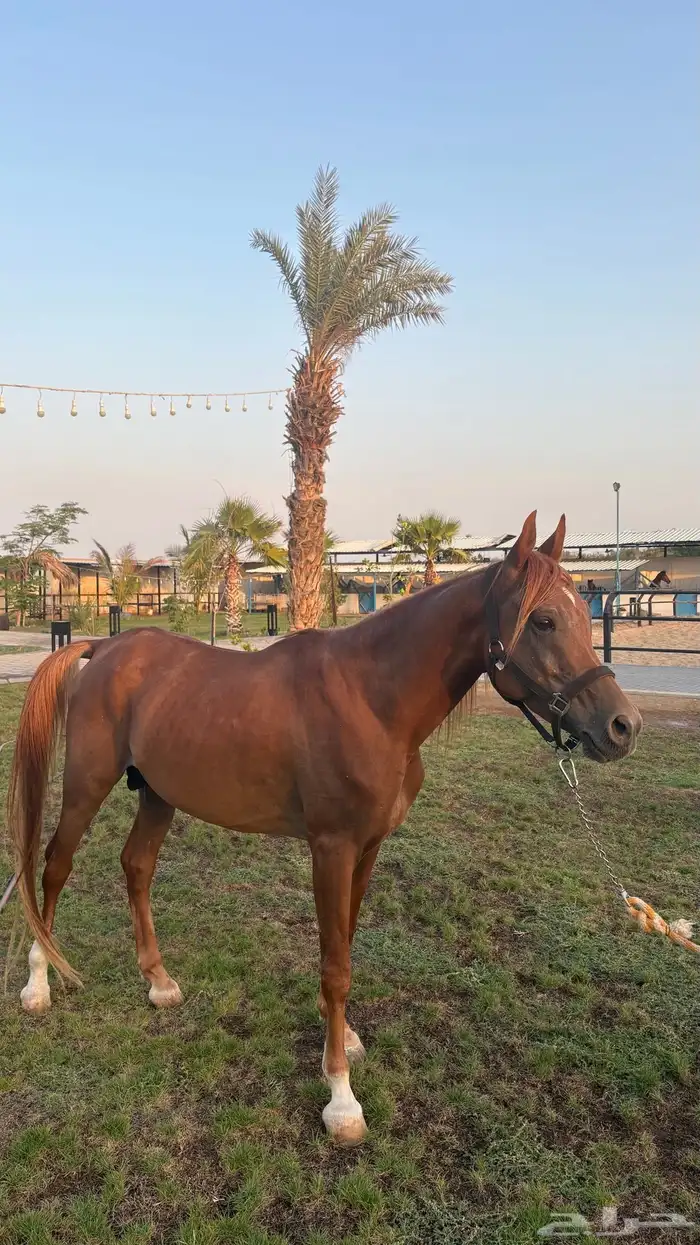 حصان شعبي 3