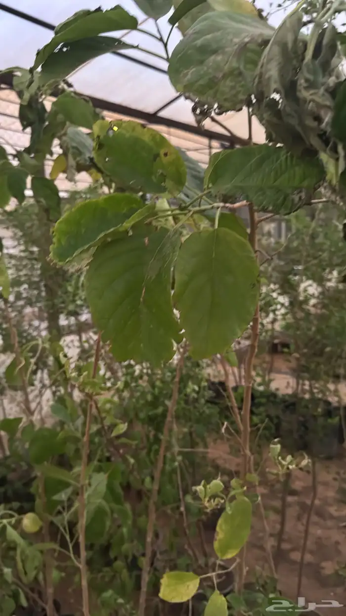 شتلات متنوعة بأسعار منافسة 12