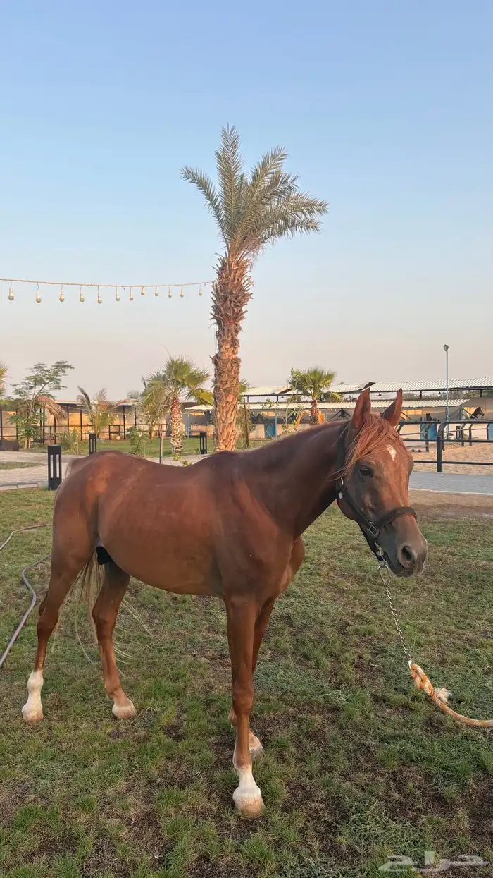 حصان شعبي 4