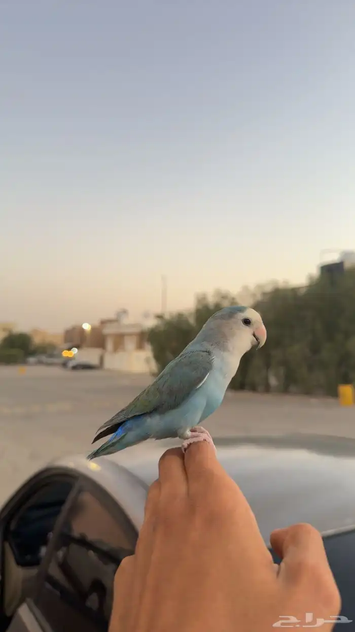 فاخر من الآخر (روز هدد داخلي وخارجي ) تم البيع 2