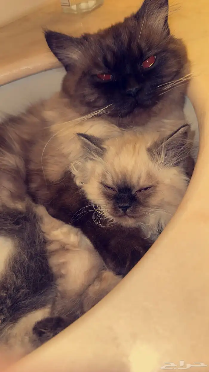 قطين للبيع مع كروت تطعيم 4