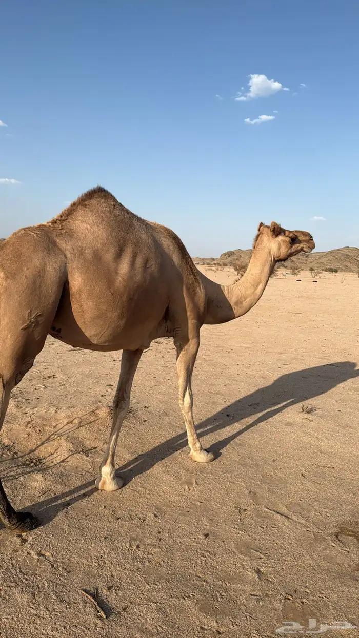 رحول عماني طوع راس وظهر وشاركت في سباق وسبو 0