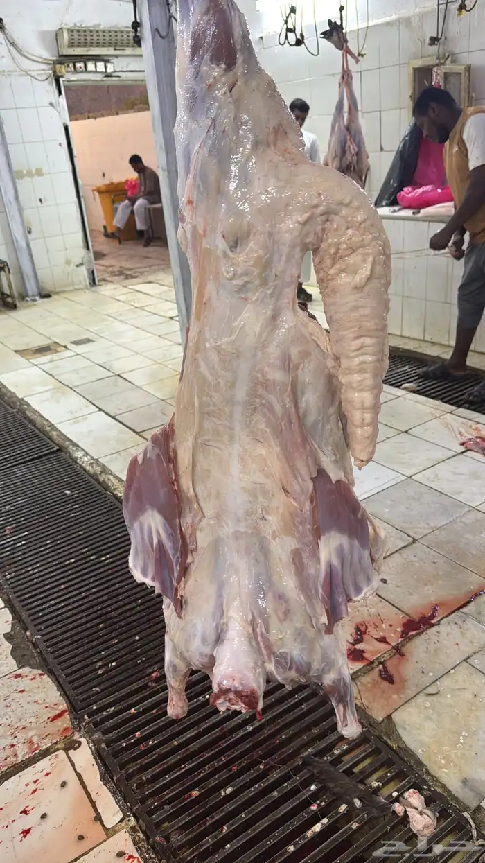 سواكن جملة وتفريد ويوجد توصيل 3